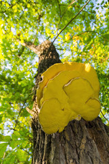Yellow fungus on a tree