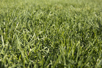 Green grass