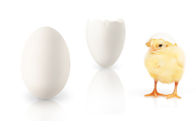 Small yellow chicken, part of white eggshell, single egg