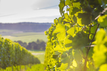 Weinstöcke in der Abendsonne