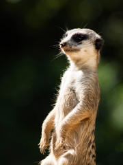 Meerkat, aka suricate, as a guard on alert. Small african carnivore.