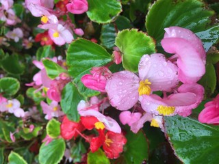 pink and red flowers