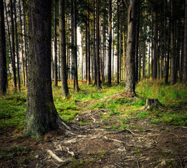 evening spruce forest still life