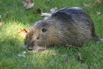 Nutria auf der Wiese