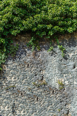 Wall background with leaf