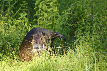 Nutria auf der Wiese