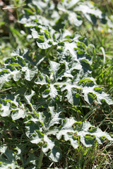 leaves watermelon outdoors