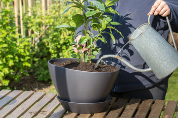 new flower is poured with an old watering can