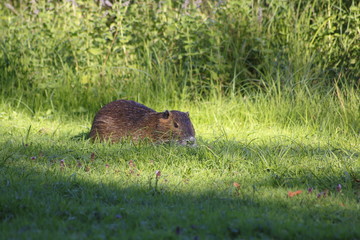 Nutria auf der Wiese