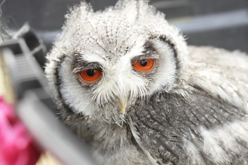 chouette Harfang - petits