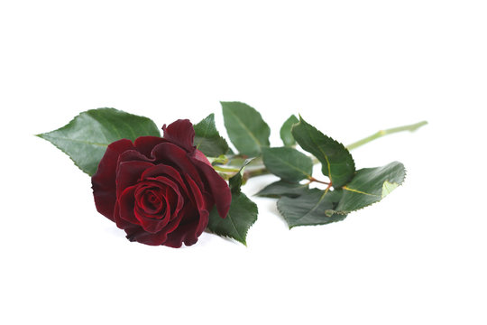 Dark red "Black Baccara" rose isolated on white background