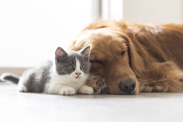 kitten and dog snuggle together