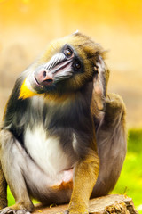 Adult male mandrill