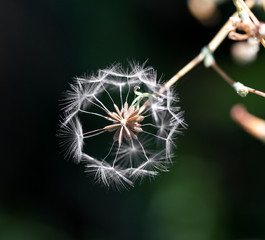 dandelion fluff in nature