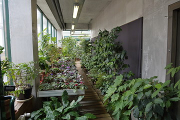 Fototapeta na wymiar Small greenhouse for plants