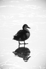 duck on ice