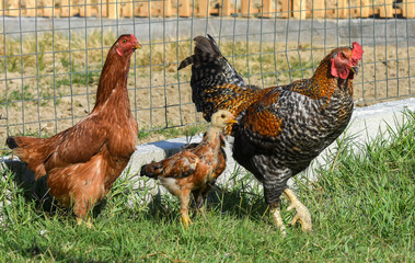 Rooster, chicken and babies chickens. 