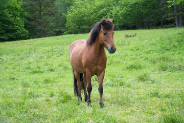 Naklejka na ściany i meble Horse grazing in a meadow