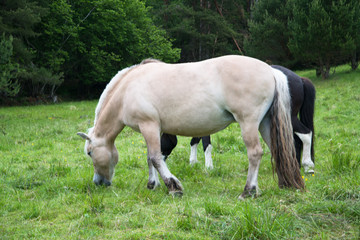Naklejka na ściany i meble Horse grazing in a meadow