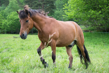 Fototapeta premium Koń pasący się na łące