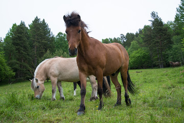 Horse grazing in a meadow