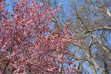Papier Peint photo autocollant Fleur de cerisier Blühender Baum im Donaupark Wien