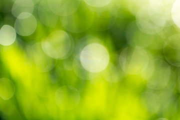 Obraz premium bokeh background of green nature