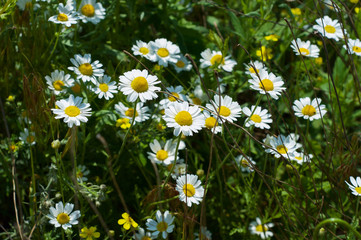 field of wild white daisies among the green grass