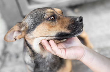 man caresses a dog hand