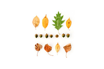 autumn fall flat lay, top view creative arrangement.