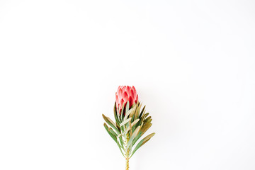 beautiful proteus flower isolated on white background. flat lay, top view