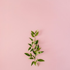 beautiful green fresh branch on pink background. flat lay, top view