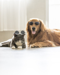 Golden Retriever and gray cat