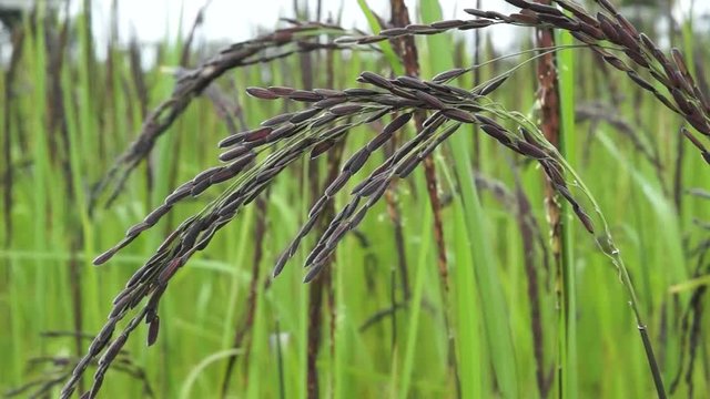 Riceberry rice field from Thailand