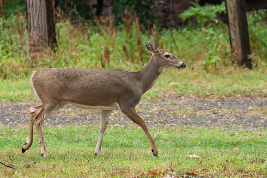 Whitetail Deer Doe