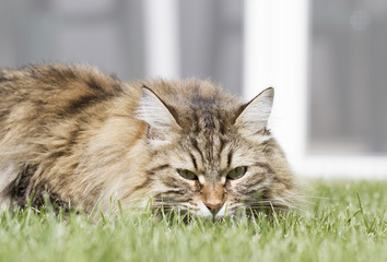 Brown cat on the green, siberian breed