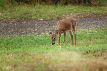 Young Whitetail Deer