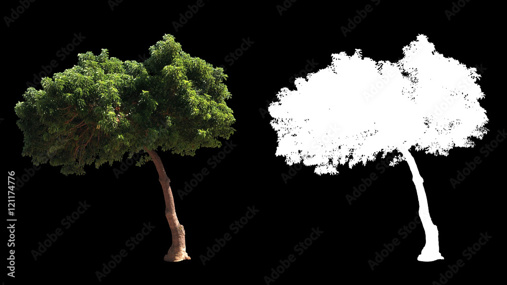 Wall mural Blowing on the wind beautiful green full size real trees isolated on alpha channel with black and white luminance matte, perfect for digital composition - Wall murals
