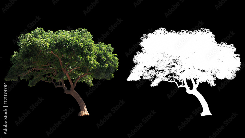 Wall mural Blowing on the wind beautiful green full size real trees isolated on alpha channel with black and white luminance matte, perfect for digital composition - Wall murals