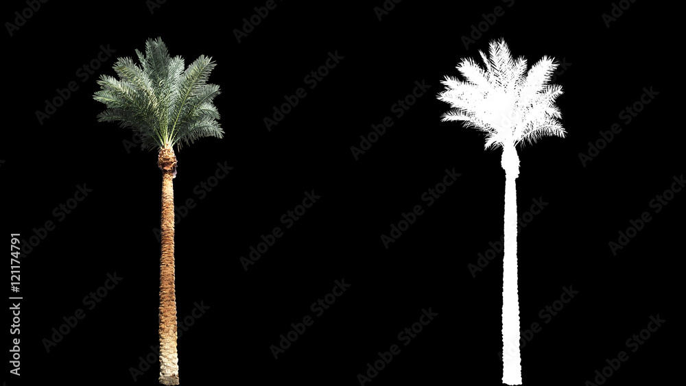 Wall mural Blowing on the wind beautiful long green full size real tropical palm trees isolated on alpha channel with black and white luminance matte, perfect for film, digital composition. - Wall murals