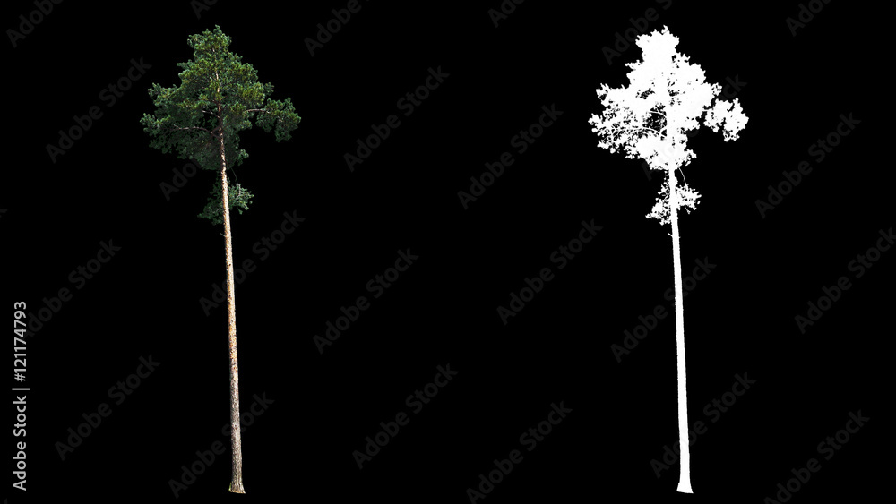 Wall mural Blowing on the wind beautiful green full size real siberian Pine trees isolated on alpha channel with black and white luminance matte, perfect for film, digital composition.