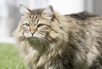 furry longhair cat, outdoor