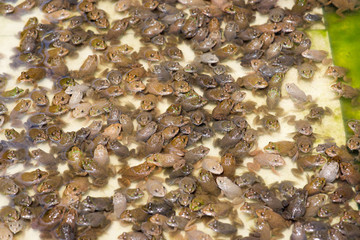 Little bullfrog in nursery pond