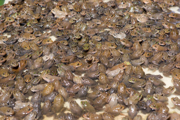 Little bullfrog in nursery pond