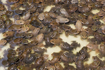 Little bullfrog in nursery pond