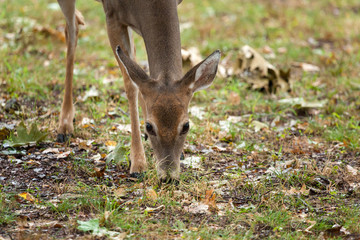 Young Whitetail Deer