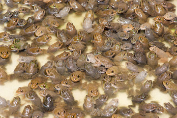 Little bullfrog in nursery pond