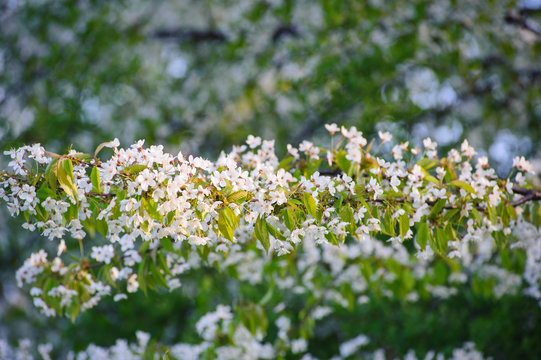 Fototapeta Piękne kwitnące drzewa wiśni