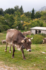 Fototapeta premium Cow
