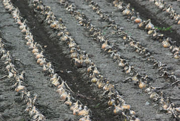 収穫前の玉ねぎ畑